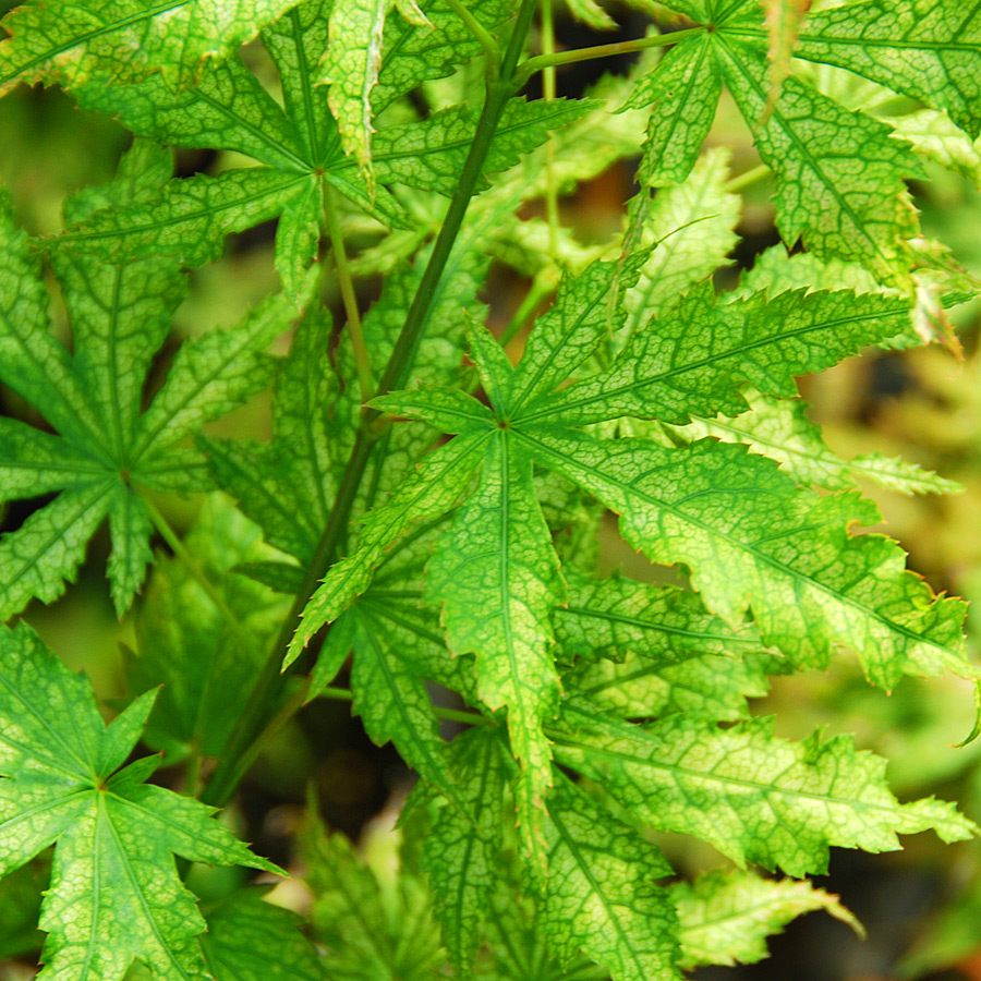 Acer palmatum 'Peaches and Cream'