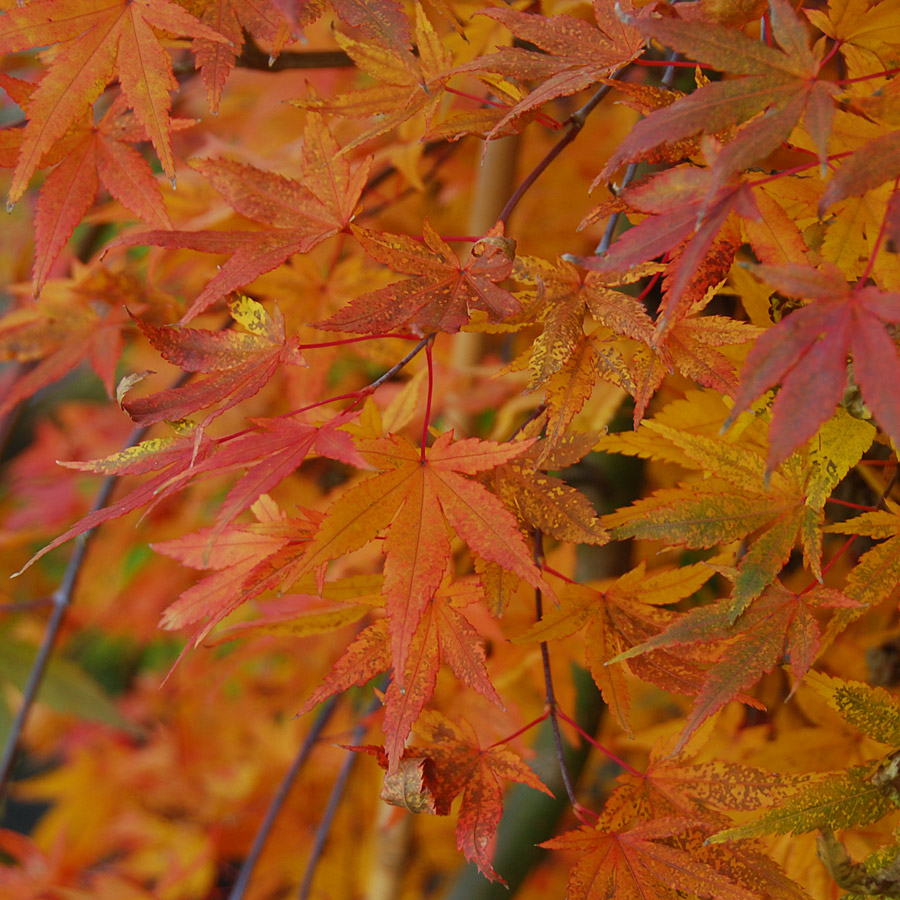 Acer palmatum 'Ryusen'