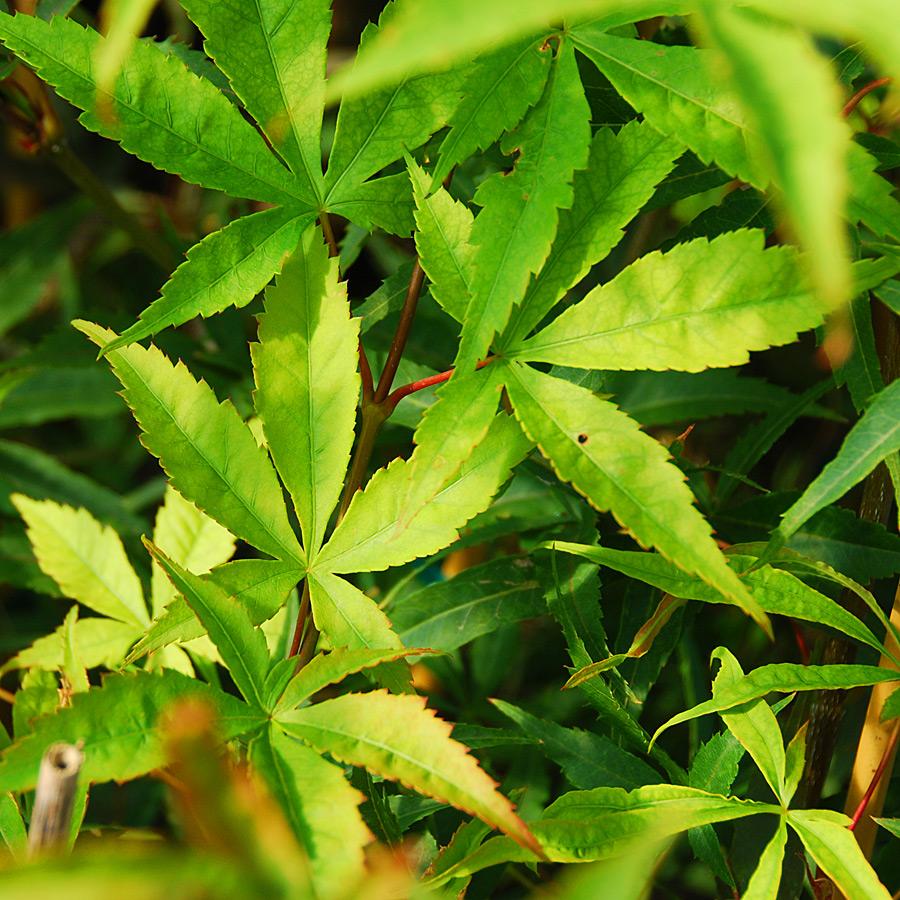 Acer palmatum 'Scolopendrifolium' 