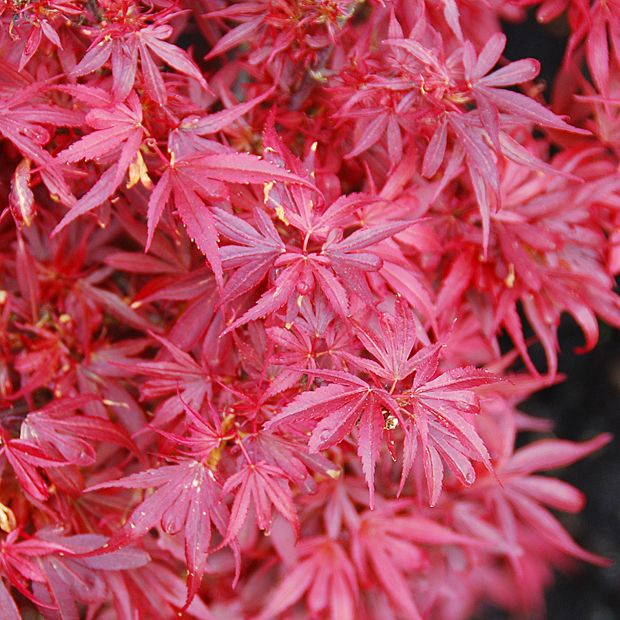 Acer palmatum 'Shaina' 