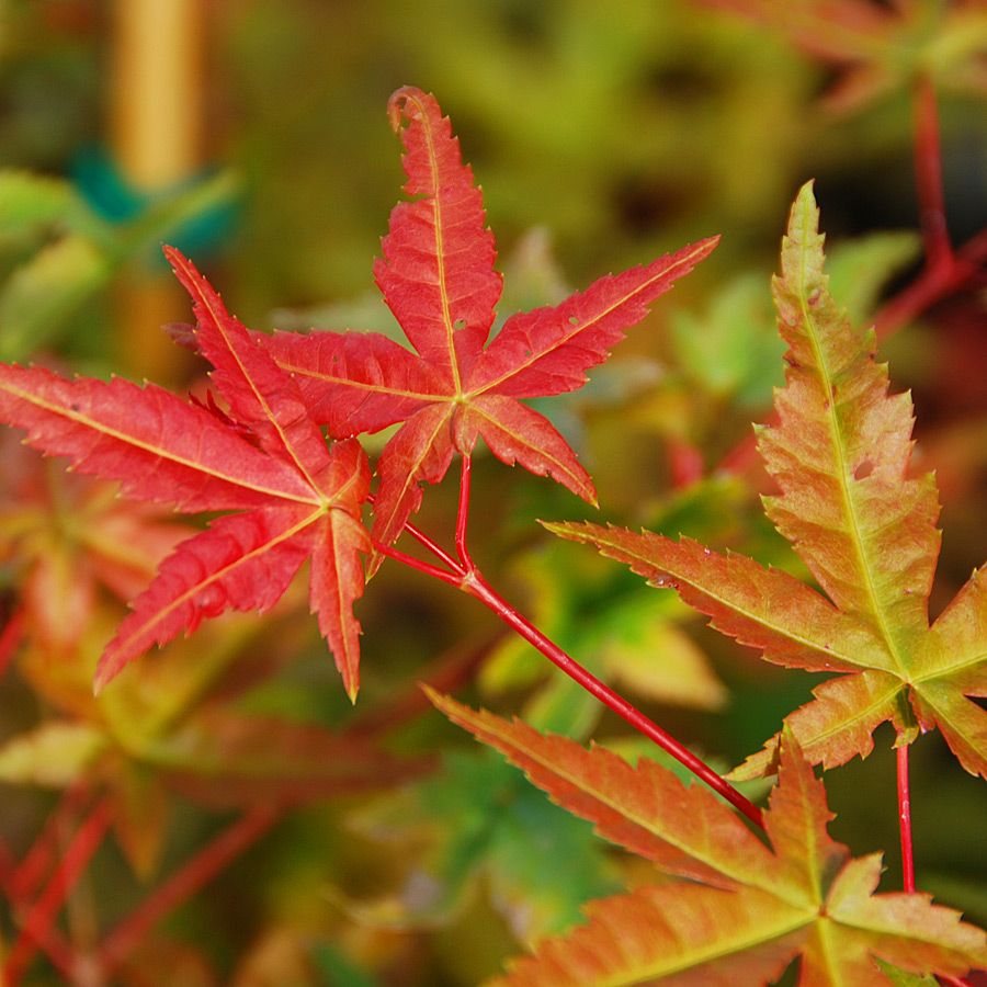 Acer palmatum 'Shin deshojo'