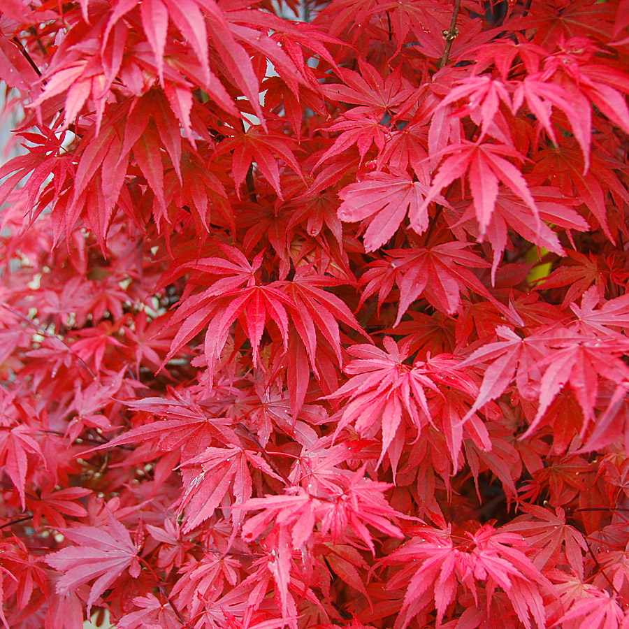 Acer palmatum 'Skeeter's Broom'