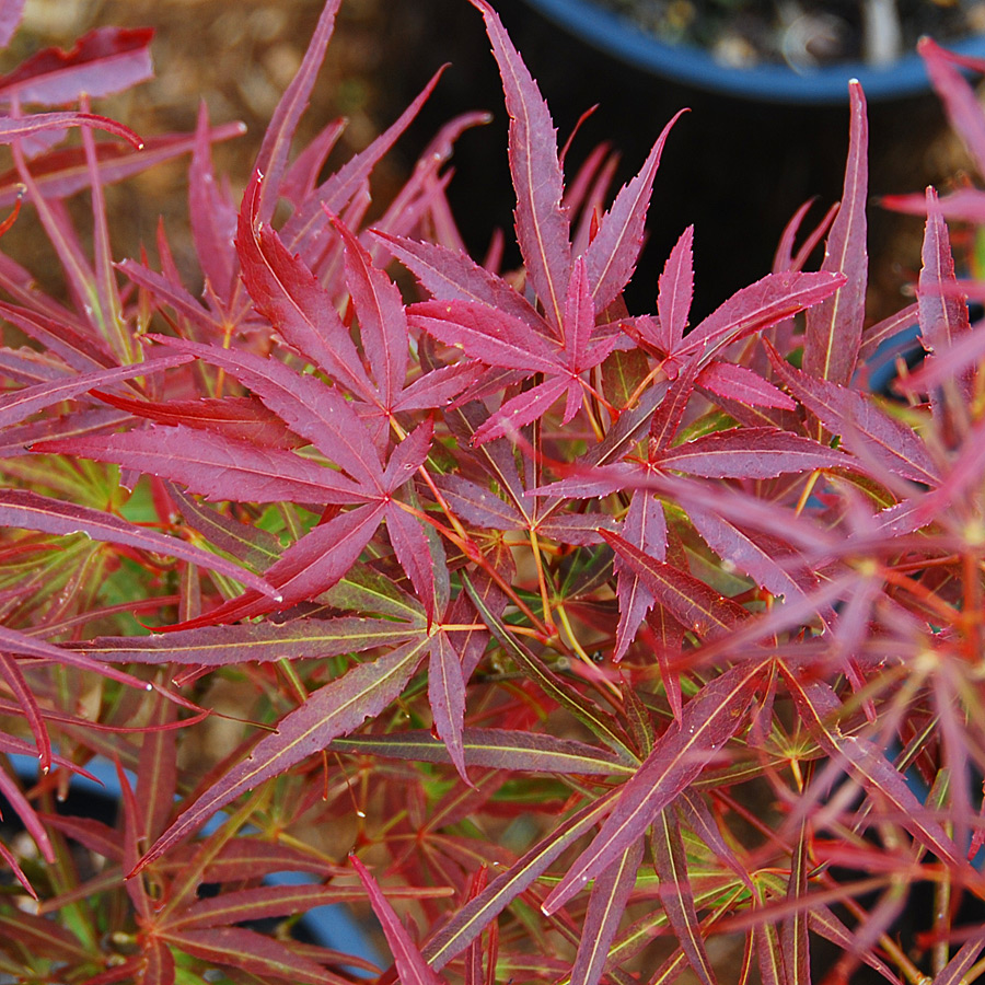 Acer palmatum 'Villa Taranto'