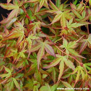 Acer Palmatum 'Winter Orange'