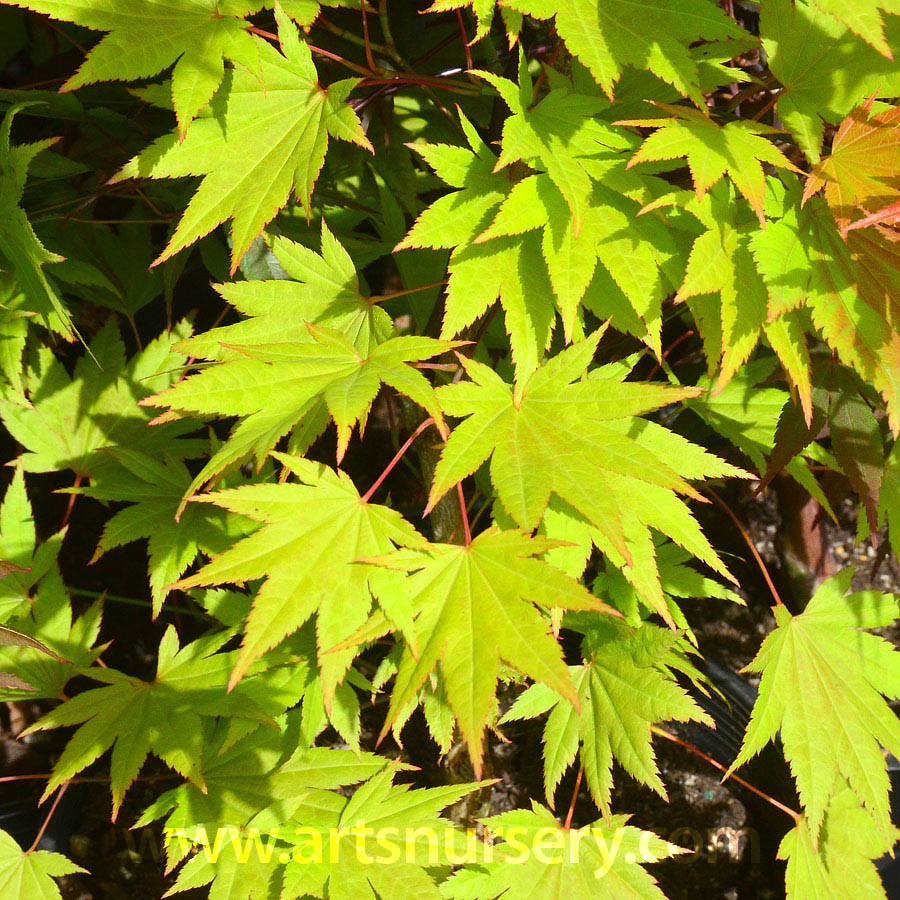 Acer shirasawanum 'Autumn Moon'