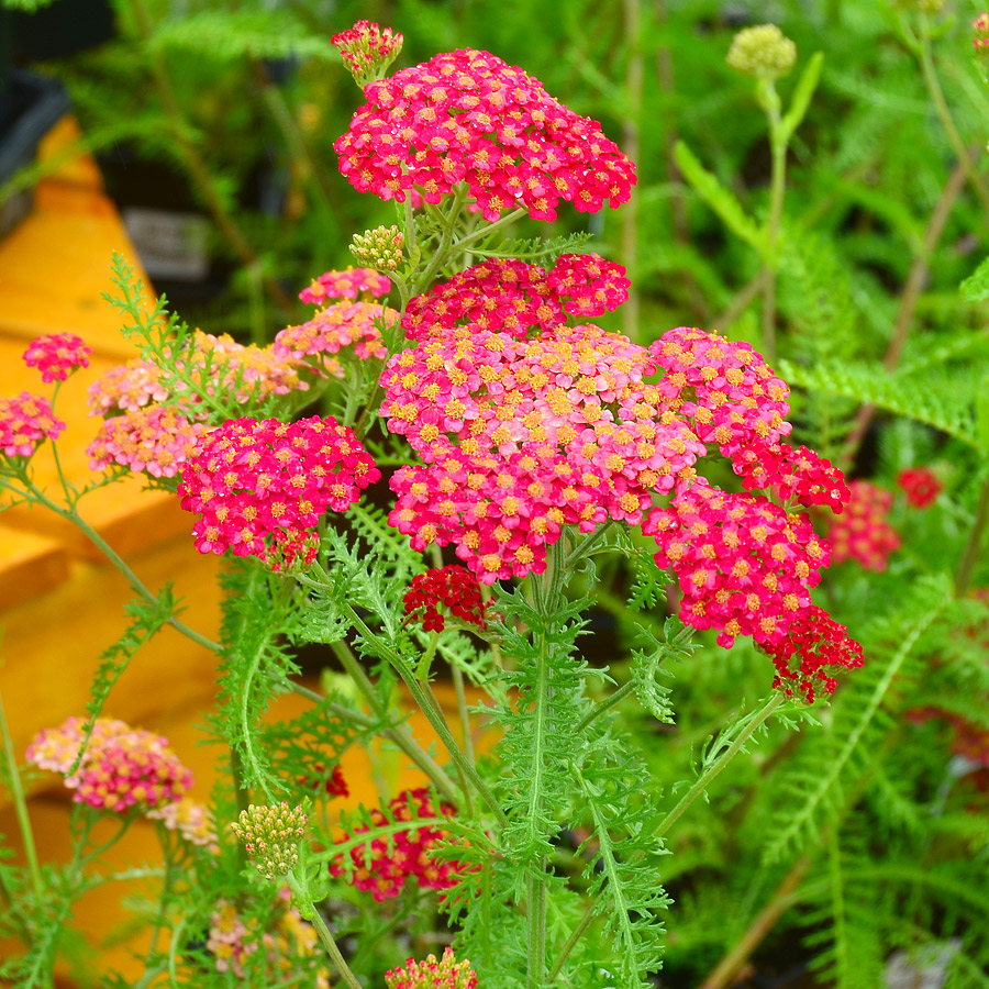 Achillea millefolium 'Paprika'