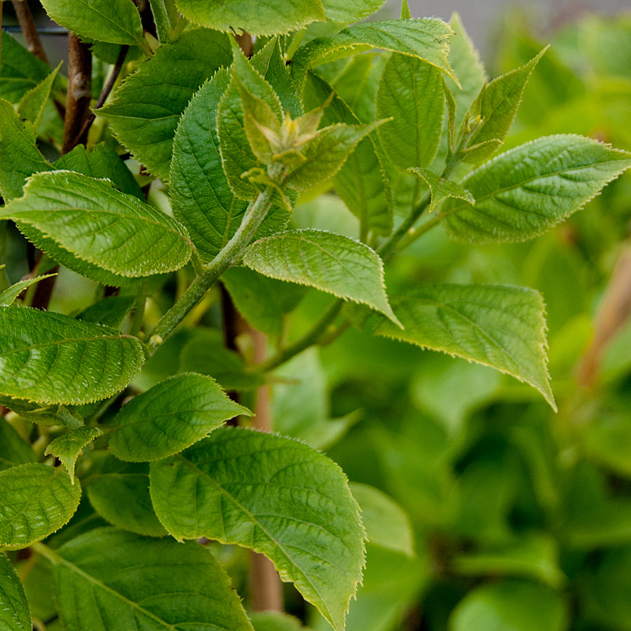 Actinidia arguta 'Issai'