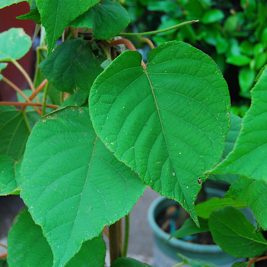 Actinidia chinensis 'Vincent' (FEMALE)