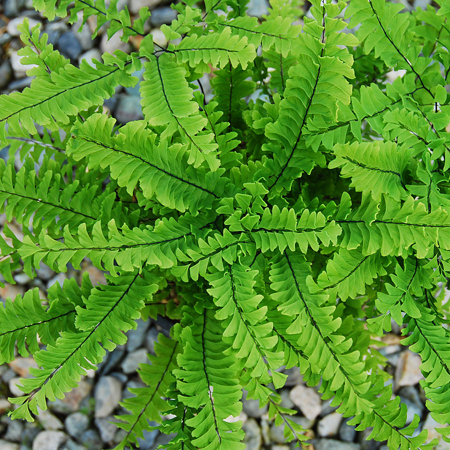 Adiantum pedatum 