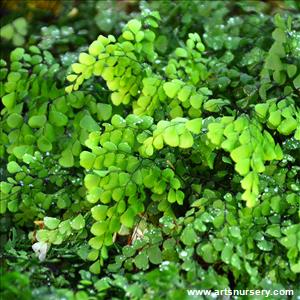 Adiantum venustum