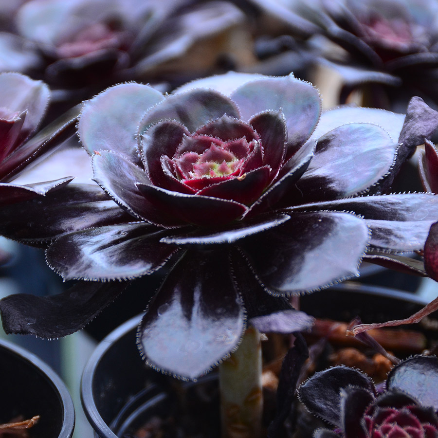 Aeonium arboreum 'Zwartkop'