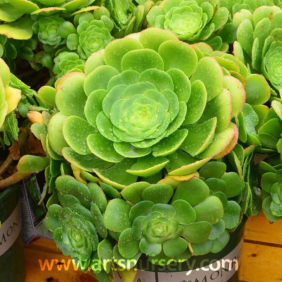 Aeonium canariense