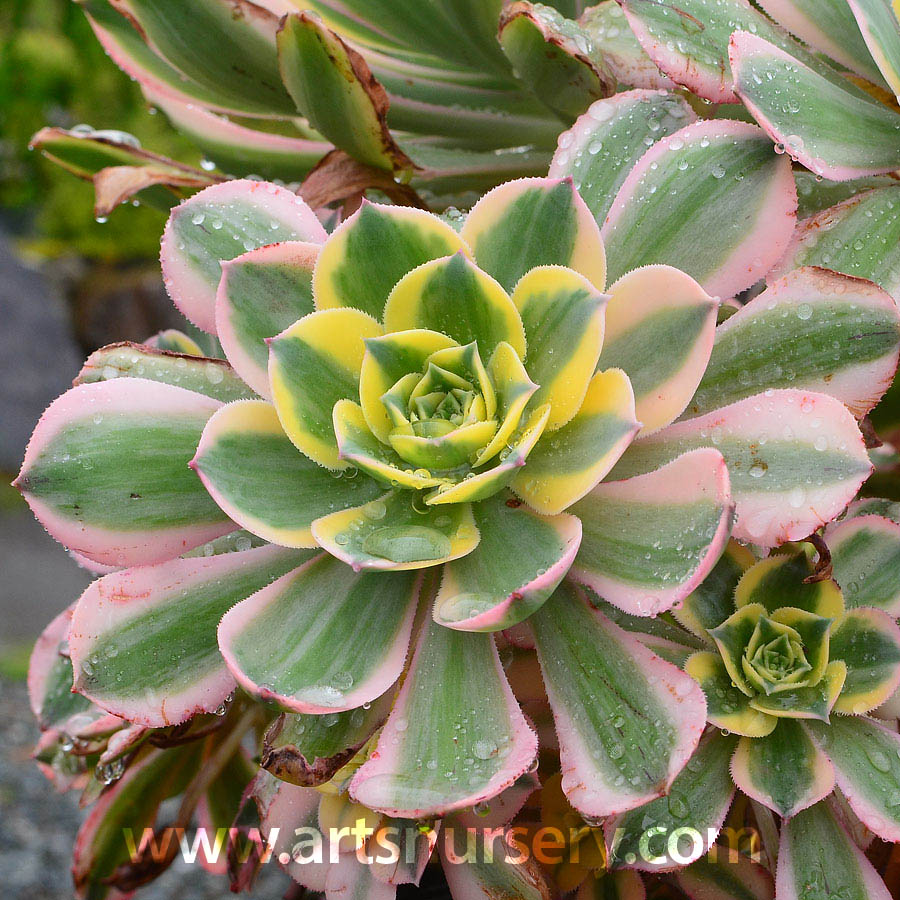 Aeonium decorum 'Sunburst'