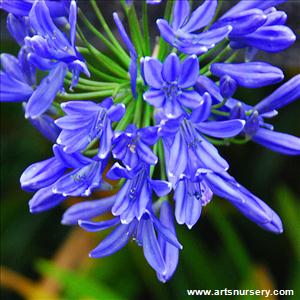 Agapanthus x 'Midnight Blue'