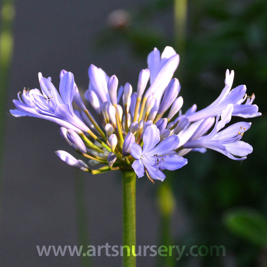 Agapanthus africanus 'MonKageyama'