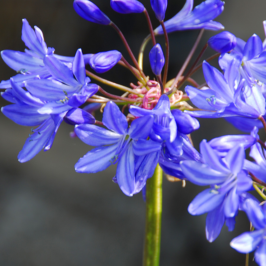 Agapanthus 'Midnight Blue'