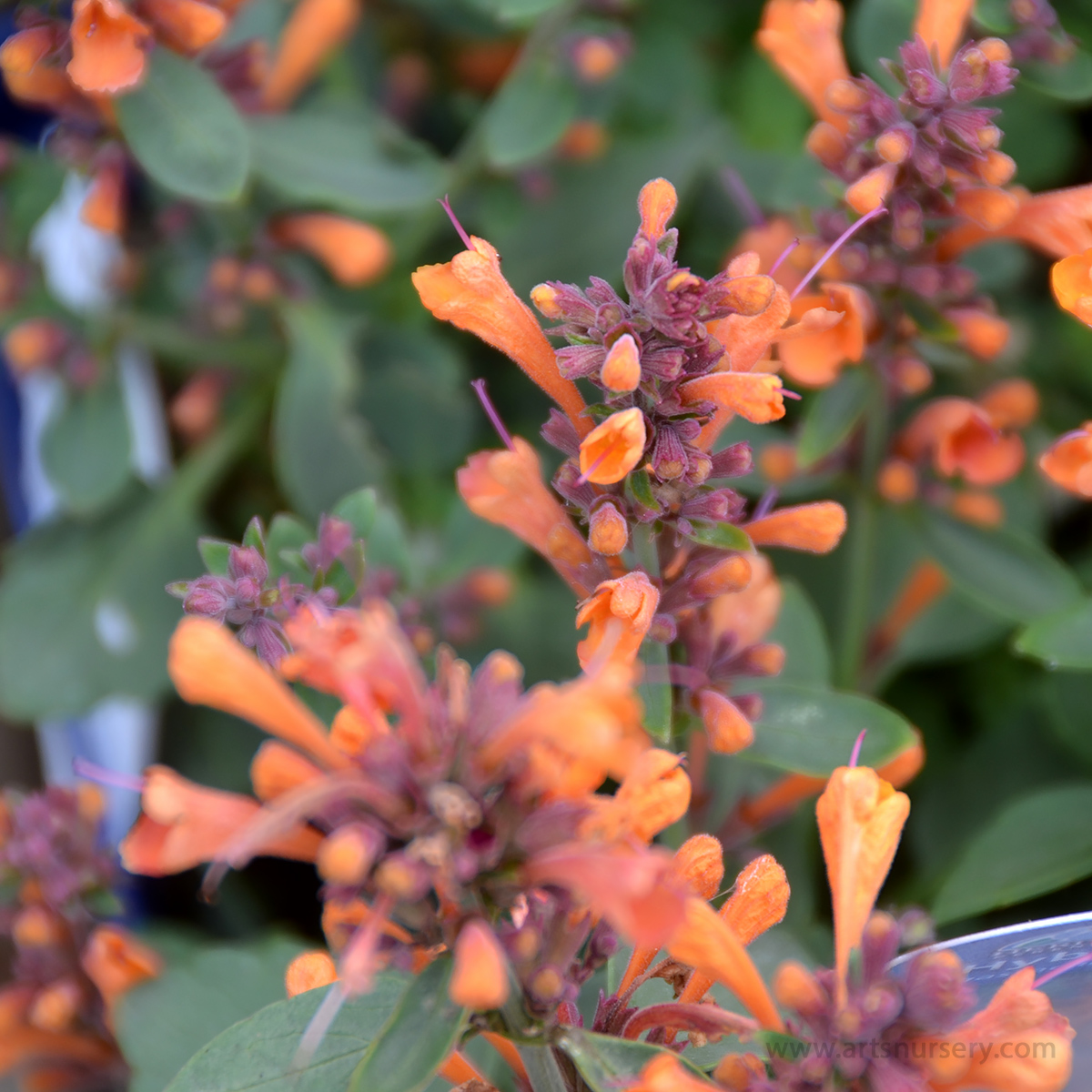 Agastache × hybrida ‘Arizona Sandstone’