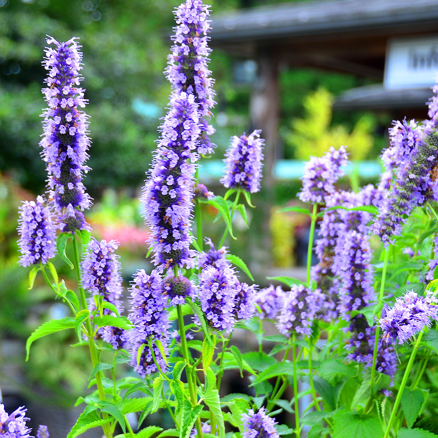 Agastache x 'Black Adder'