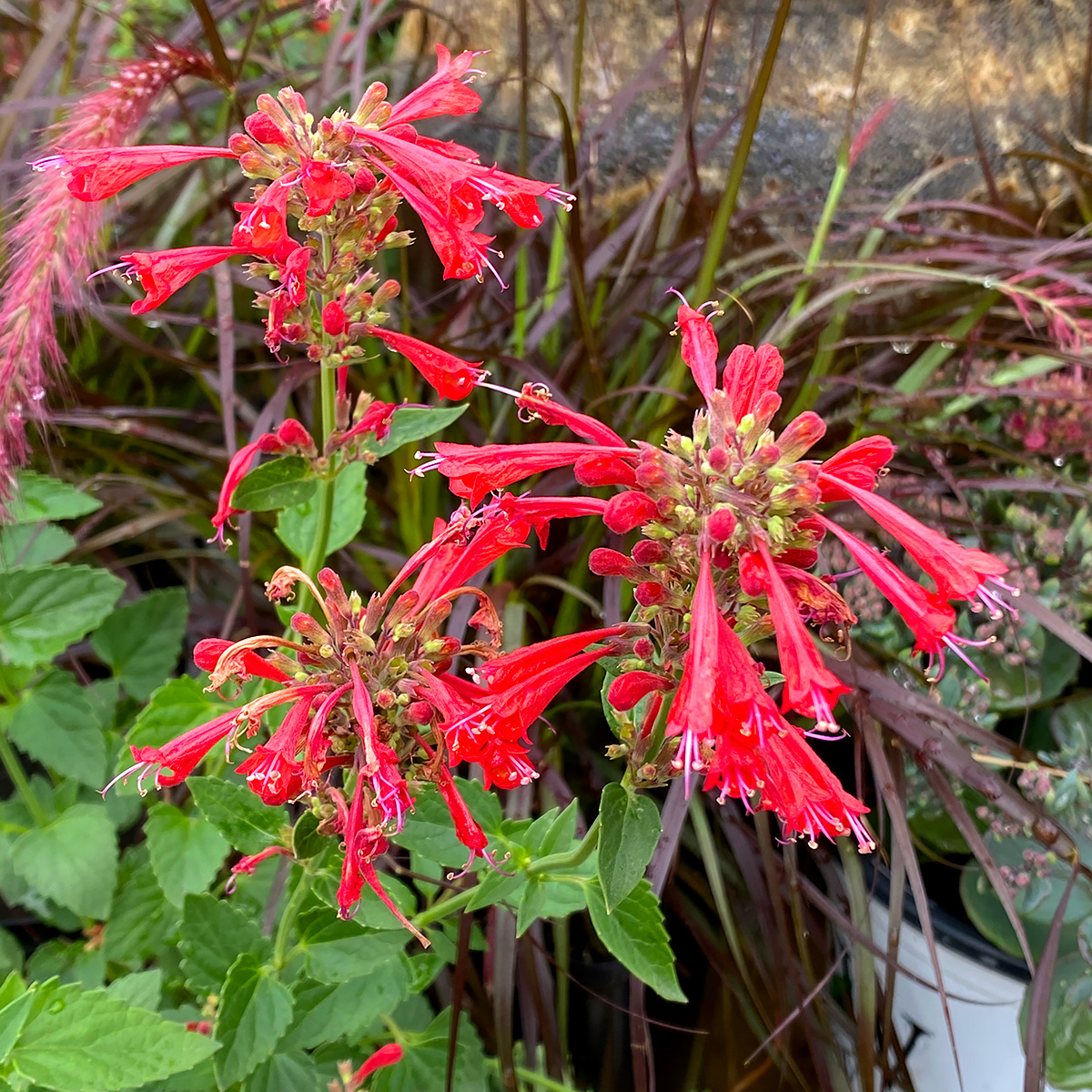 Agastache 'Kudos Coral'