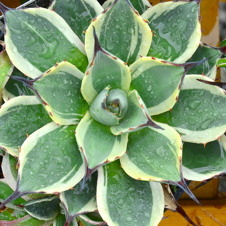 Agave parryi var. 'Cream Spike'