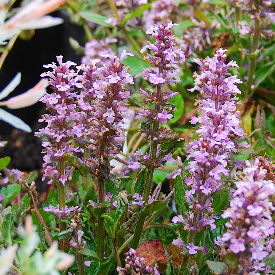 Ajuga reptans 'Purple Torch'