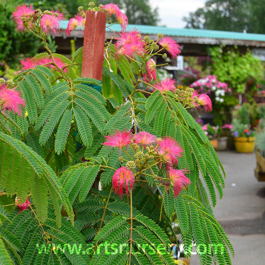 albizia julibrissin boubri at arts nursery light weight christmas tree