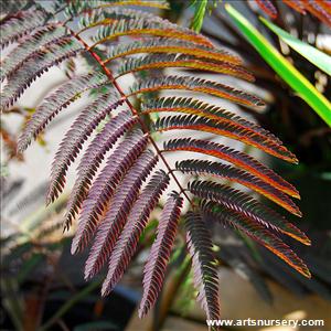 Albizia julibrissin 'Summer Chocolate'