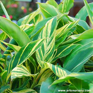 Alpinia zerumbet 'Variegata'