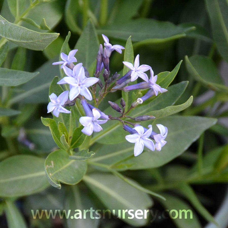 Amsonia x 'Blue Ice'