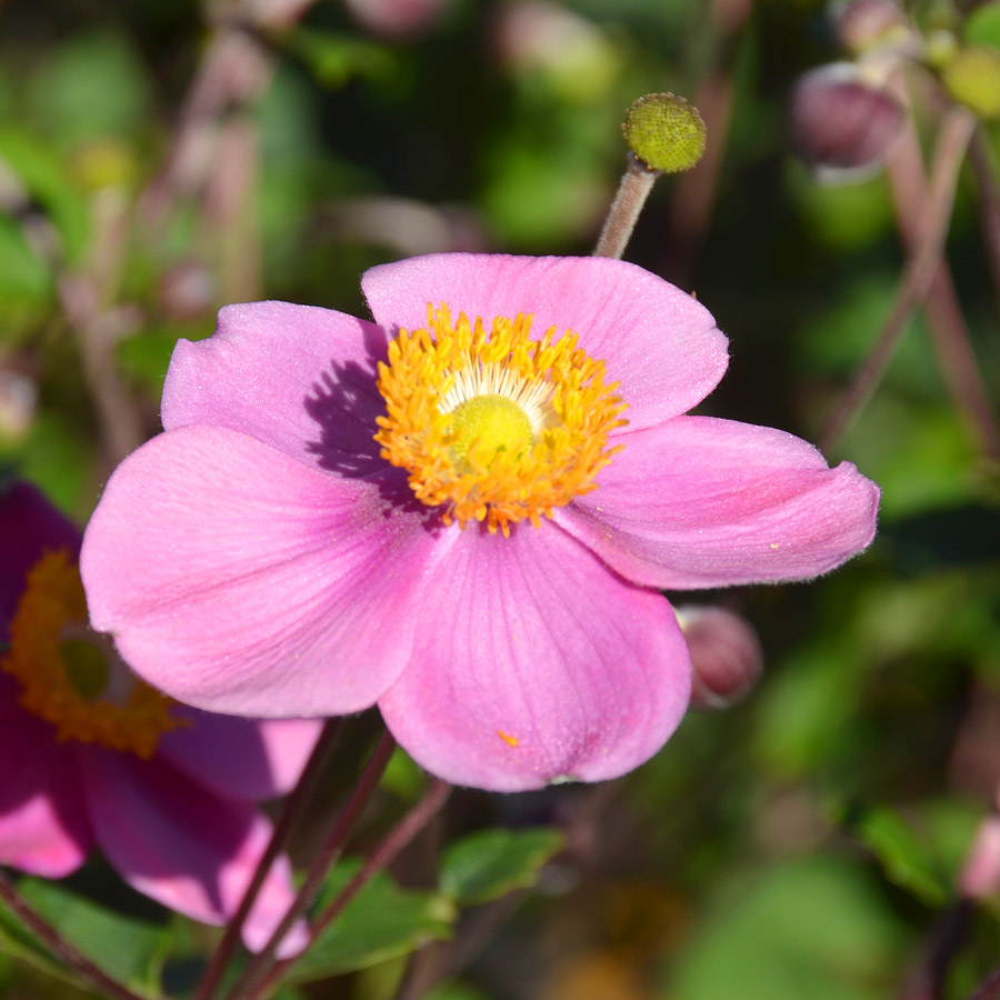 Anemone 'Lucky Charm'