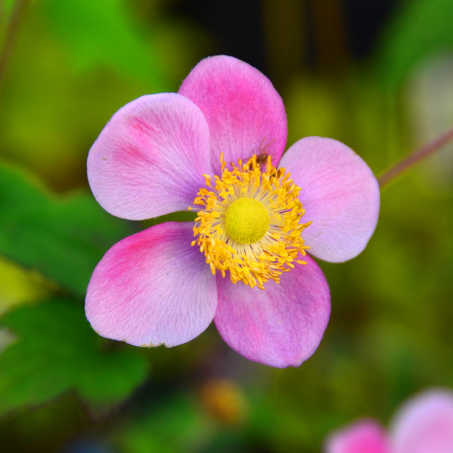 Anemone x hybrida 'September Charm'