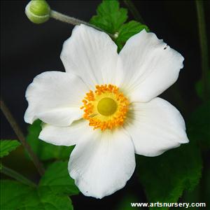 Anemone x hybrida 'Whirlwind'