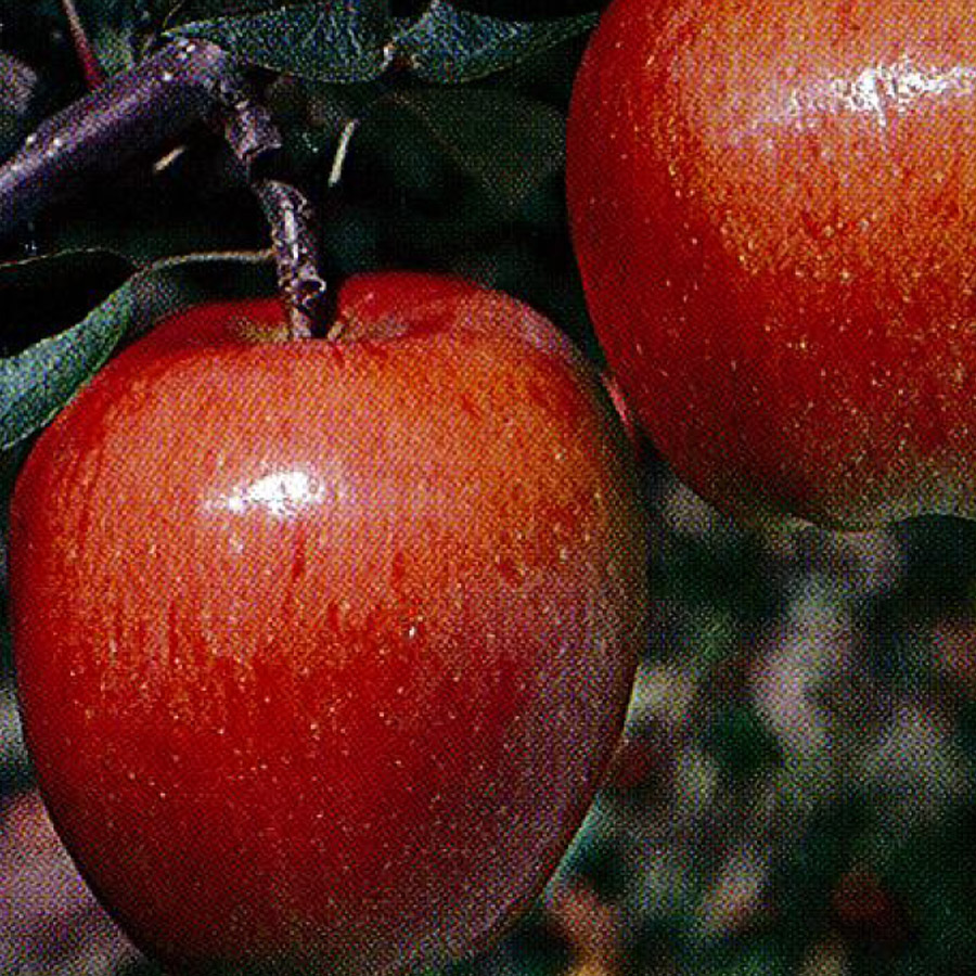 Malus 'Braeburn' (MID-LATE)