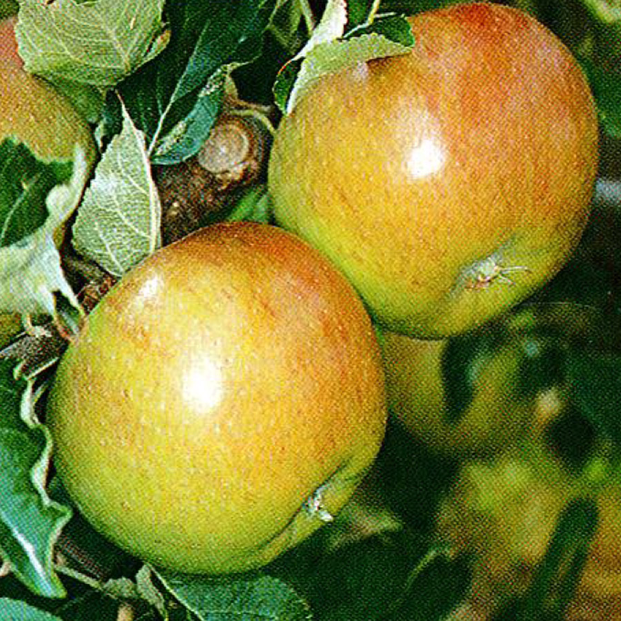 Malus 'Yellow Transparent' (EARLY) 