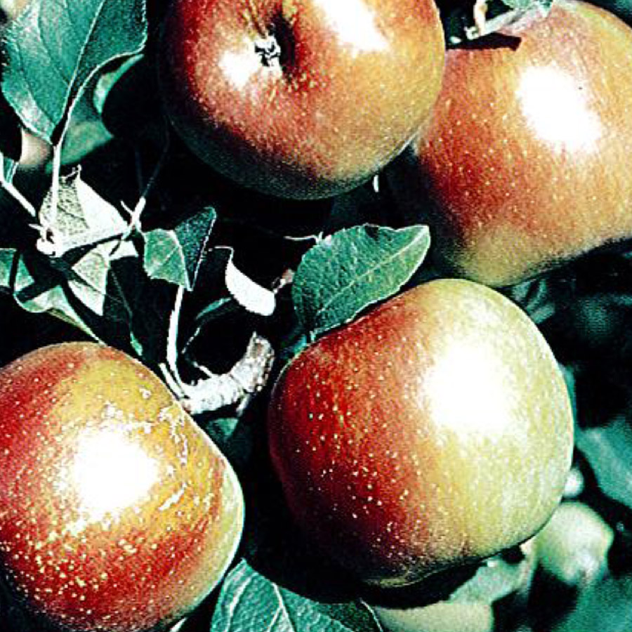 Malus 'Pink Pearl' (EARLY)