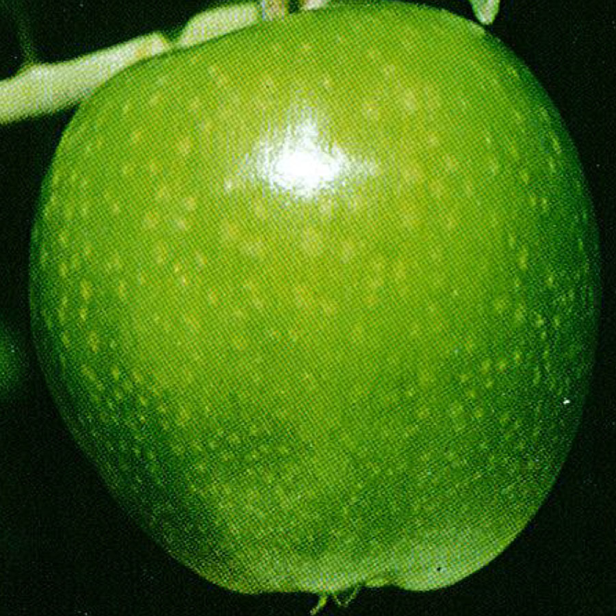 Malus 'Granny Smith' (LATE)