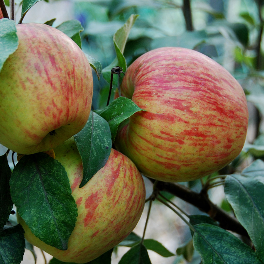 Malus 'Honeycrisp'