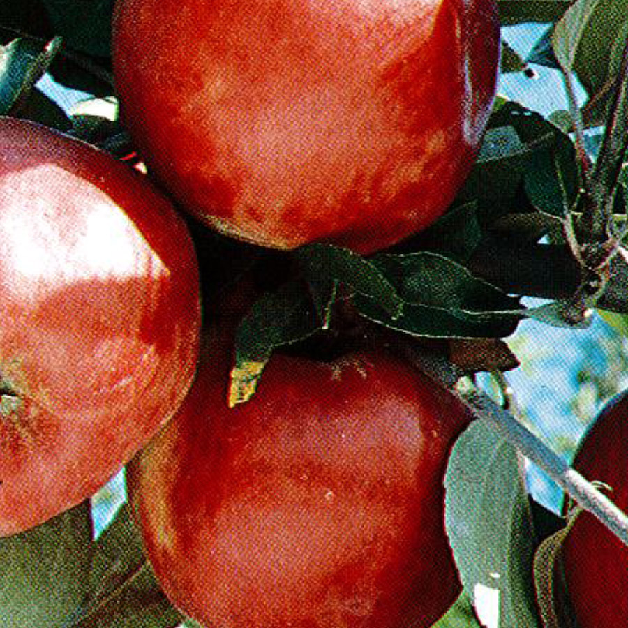 Malus 'Red Gravenstein' (EARLY)(T)