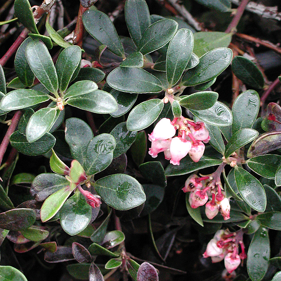 Arctostaphylos uva-ursi 'Vancouver Jade'