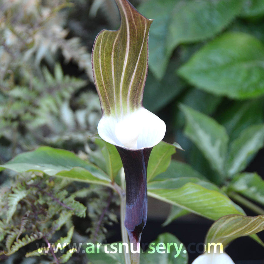 Arisaema sikokianum 'Silver Feathers'