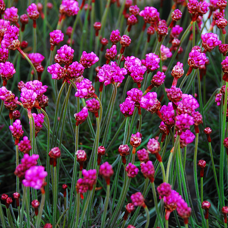 Armeria maritima 'Rubrifolia'