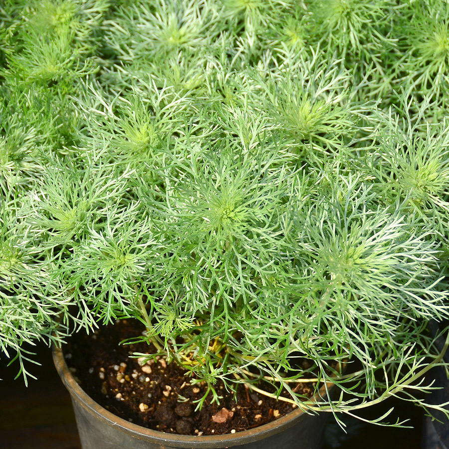 Artemisia schmidtiana 'Silver Mound'