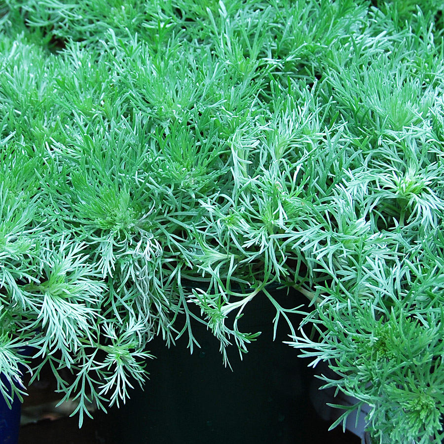 Artemisia schmidtiana 'Nana'