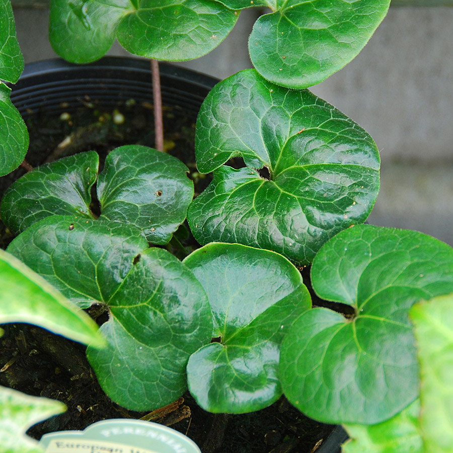 Asarum europaem