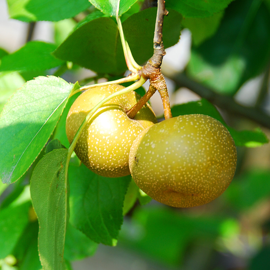 Pyrus Chojuro Asian Pear Trees Arts Nursery Garden And Home Ltd