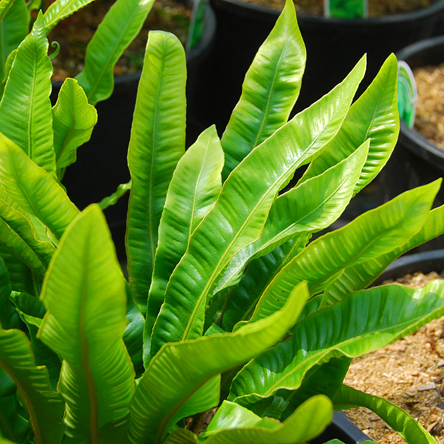 Asplenium trichomanes