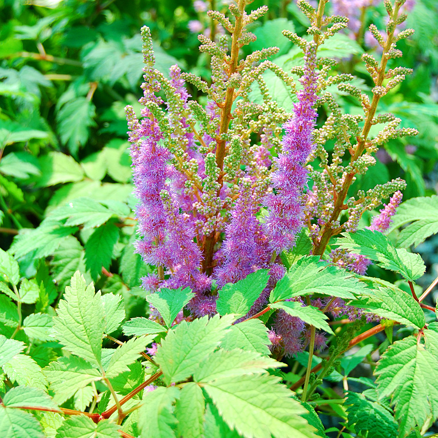 astilbe_chinensis_var_pumila.jpg