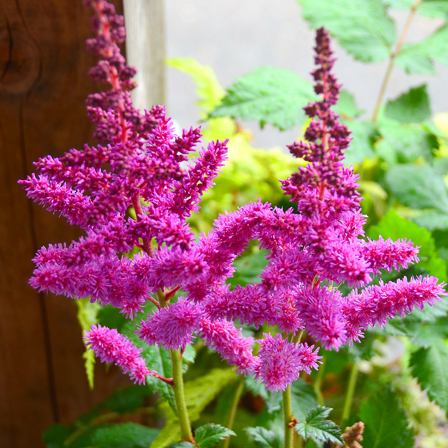 Astilbe chinensis 'Visions'