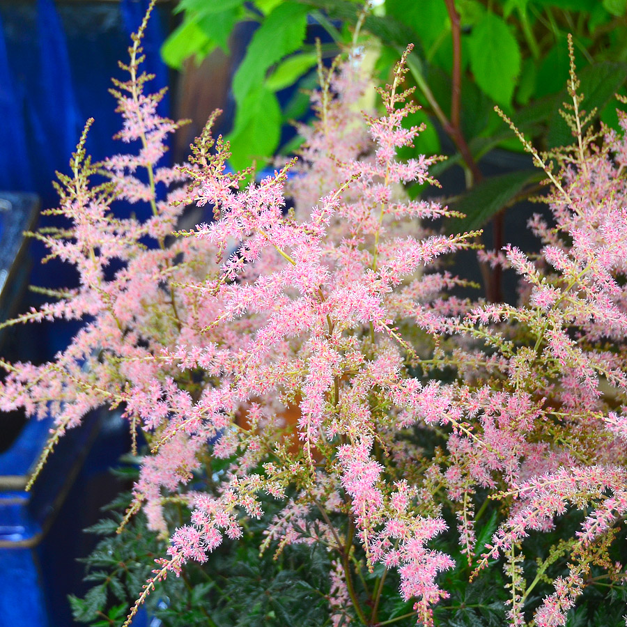 Astilbe simplicifolia 'Hennie Graafland'