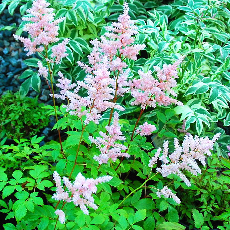 Astilbe 'Mighty Chocolate Cherry'